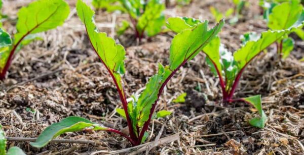 15 semillas de hortalizas para sembrar al aire libre antes de la última helada de primavera