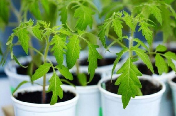 15 semillas de hortalizas para sembrar en enero o febrero