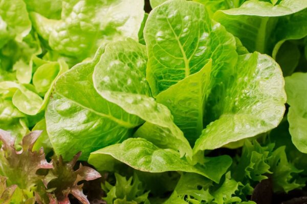 15 verduras de rápido crecimiento para plantar en septiembre