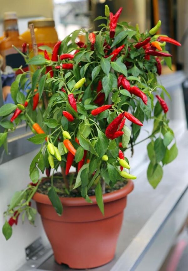 15 verduras que crecen bien en macetas