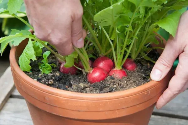 15 verduras que crecen bien en macetas