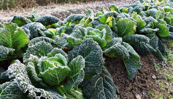 16 cosas que hacer en el jardín antes de la primera helada