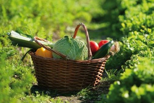 18 hortalizas para cultivar en otoño