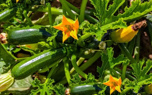 18 hortalizas para cultivar en verano