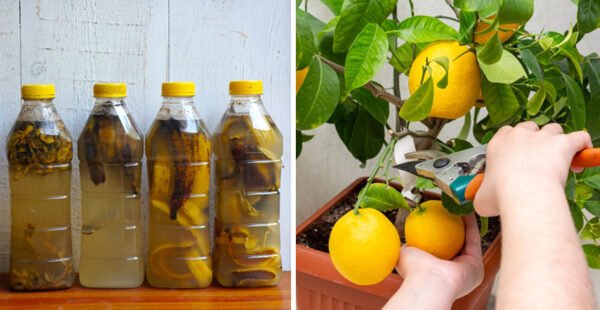 2 fertilizantes caseros para que las plantas den frutos