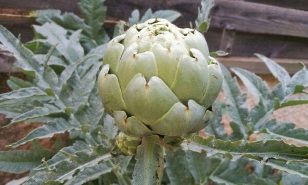 20 vegetales perennes para plantar esta primavera