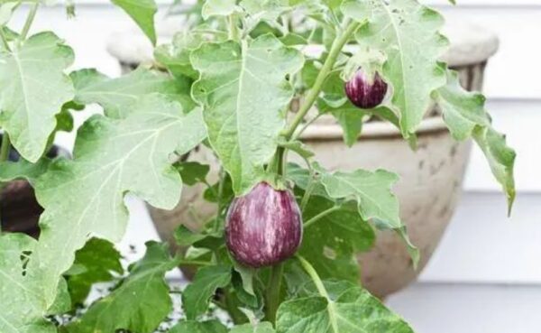 23 verduras asiáticas que puedes cultivar en tu jardín