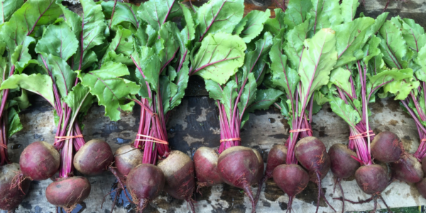 23 verduras que puedes sembrar en junio
