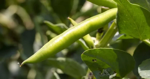 24 frutas y verduras para cosechar en junio