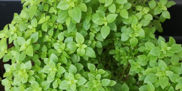 25 verduras que aún puedes sembrar en julio