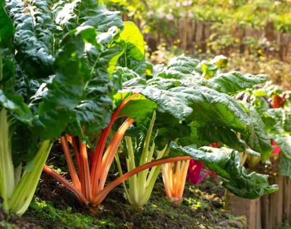 27 hortalizas y hierbas para sembrar o trasplantar en agosto