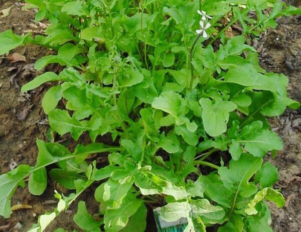 27 verduras y hierbas para sembrar o trasplantar en agosto