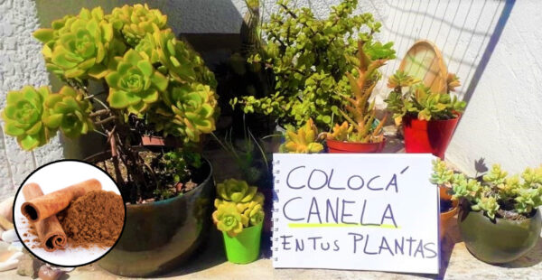 3 beneficios de colocar canela en las plantas