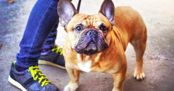 3 errores que casi todo el mundo comete al pasear a un perro