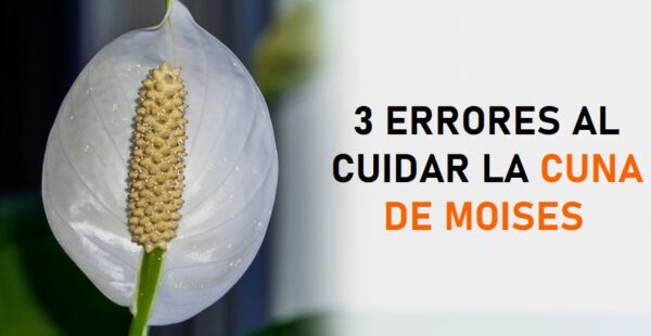 3 errores que perjudican a la planta Cuna de Moisés