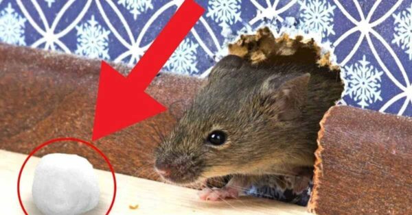 3 formas de acabar con las ratas de una vez por todas