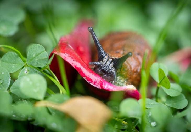 3 remedios naturales para mantener a los caracoles alejados de tu jardín 3 Caracol