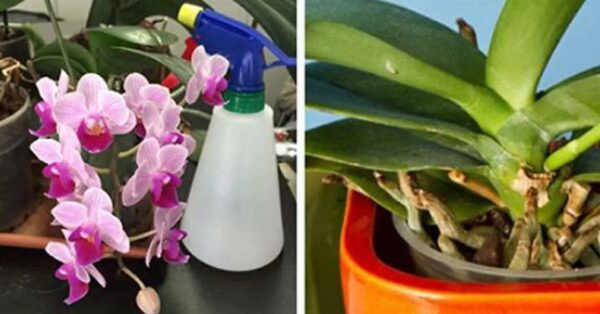 3 sencillos y efectivos consejos para revivir tus orquídeas