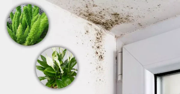 4 Plantas que eliminan el moho de baños y paredes