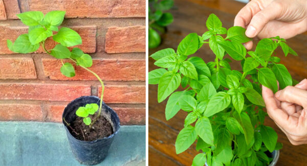 4 beneficios de tener una planta de menta en casa