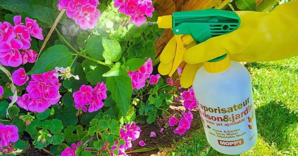 4 formas de preparar un antiáfido natural con bicarbonato de sodio