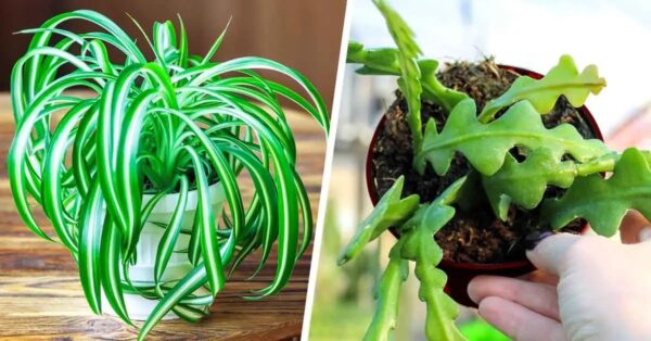 4 plantas de interior “inmortales”, perfectas para aquellos que no tienen un pulgar verde