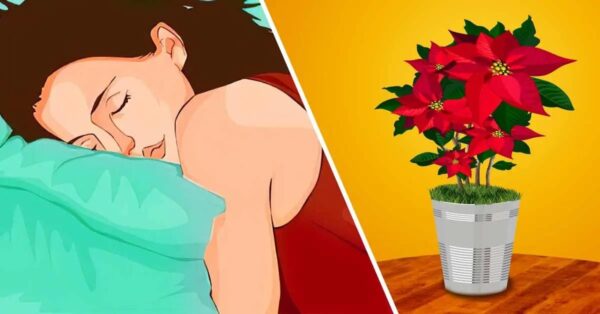 4 plantas de interior de invierno que te ayudan a tener un sueño reparador