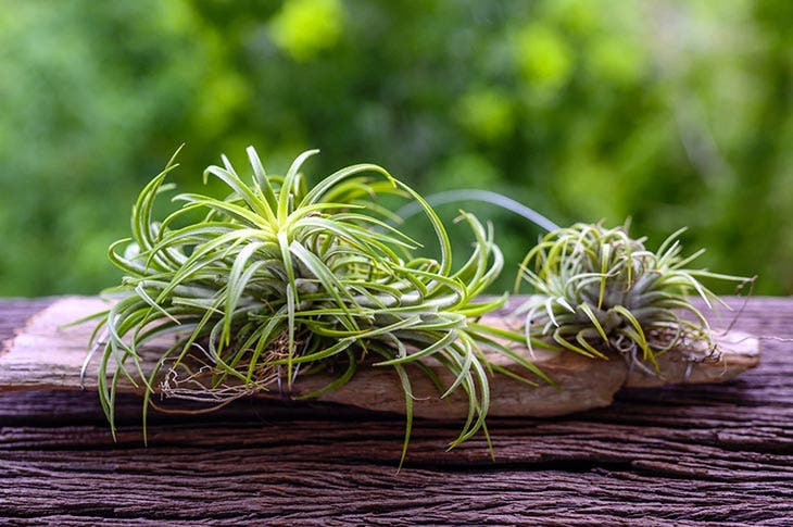 Tillandsia