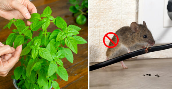 4 plantas que alejan a las ratas de tu casa