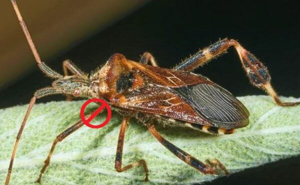 4 plantas que alejan las chinches de tu casa