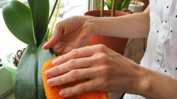4 razones para mantener siempre limpias las hojas de las orquídeas