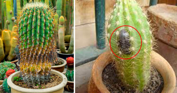 4 síntomas que indican que al cactus le falta agua