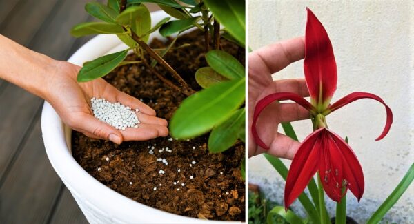 4 trucos para que tus plantas florezcan todo el año