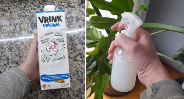 4 usos de la leche en tus plantas