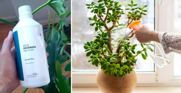 4 usos del agua oxigenada en las plantas