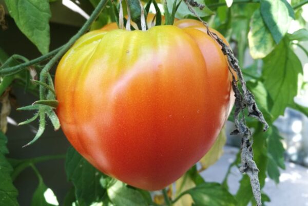 40 frutas y verduras para cosechar en julio en el huerto