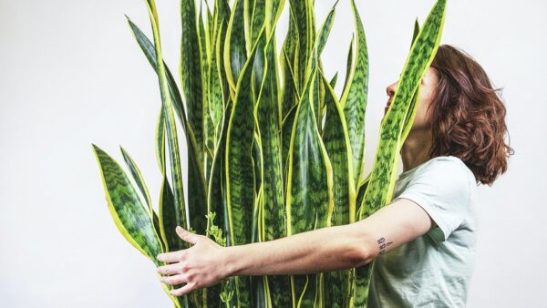 5 consejos de viveristas para mantener las hojas de Sansevieria sanas y brillantes