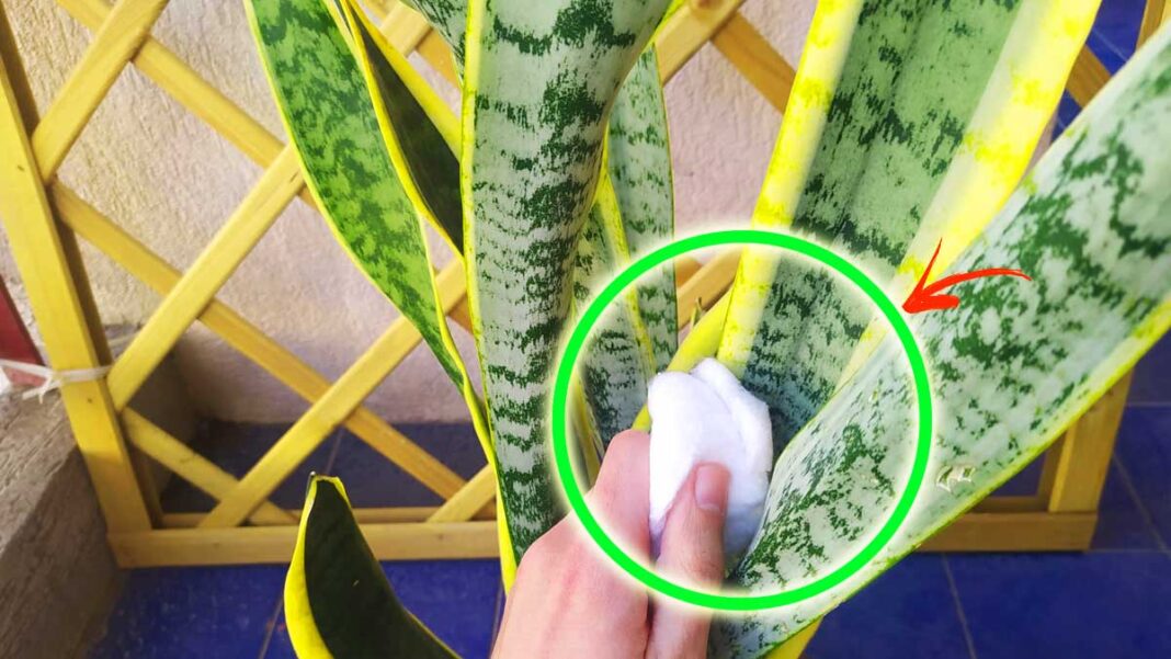 como-pulir-las-hojas-de-sansevieria