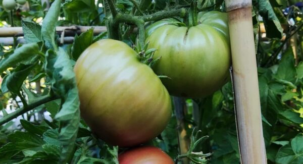 5 consejos para acelerar la maduración de los tomates antes de la primera helada