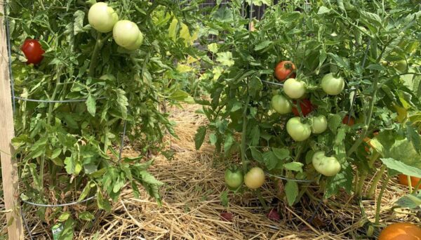 5 consejos para proteger tu huerto durante la ola de calor