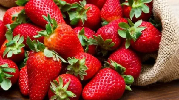 5 consejos para tener hermosas fresas en tu jardín