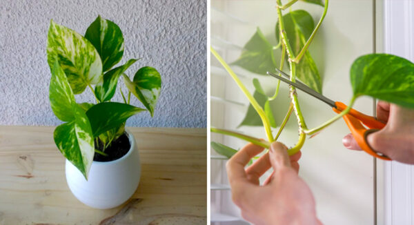 5 cuidados necesarios para que tu PLANTA TELEFONO no muera