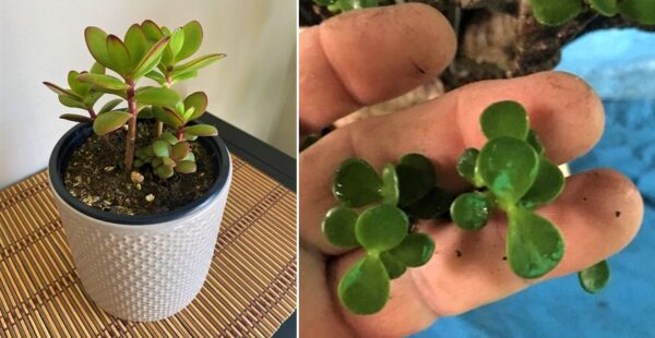 5 cuidados necesarios para que tu árbol de jade no muera