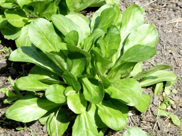 5 cultivos que aún puedes plantar en septiembre