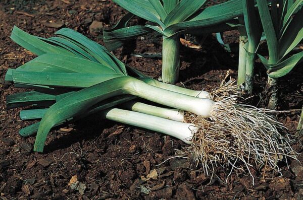 5 cultivos que se pueden cosechar en febrero