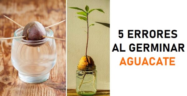 5 errores comunes al intentar germinar un aguacate