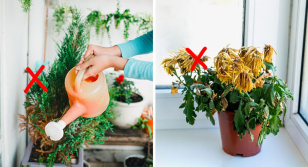 5 errores que hacen que tus PLANTAS luzcan feas