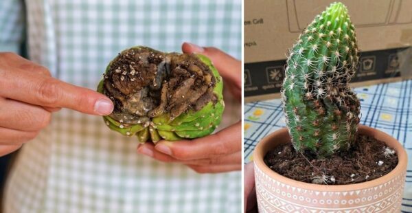 5 errores que llevan a tus cactus a un final fatídico