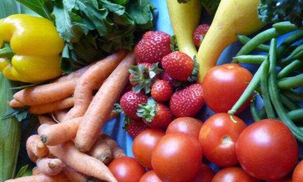 5 hortalizas para plantar en junio