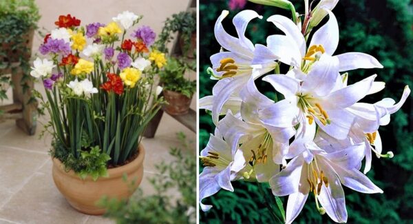 5 plantas con mucha fragancia que perfuman la casa